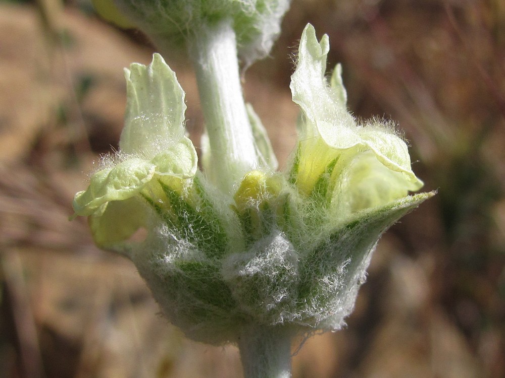 Image of Sideritis taurica specimen.