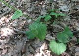 Doronicum orientale