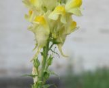 Linaria ruthenica