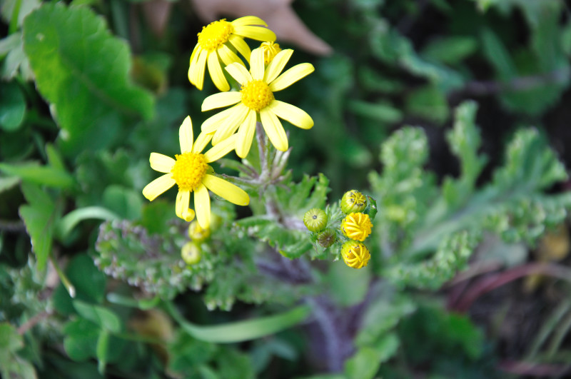 Изображение особи Senecio vernalis.