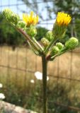 Picris hieracioides. Верхушка цветущего растения. Крым, окр. с. Перевальное, вдоль дороги. 17 июля 2011 г.