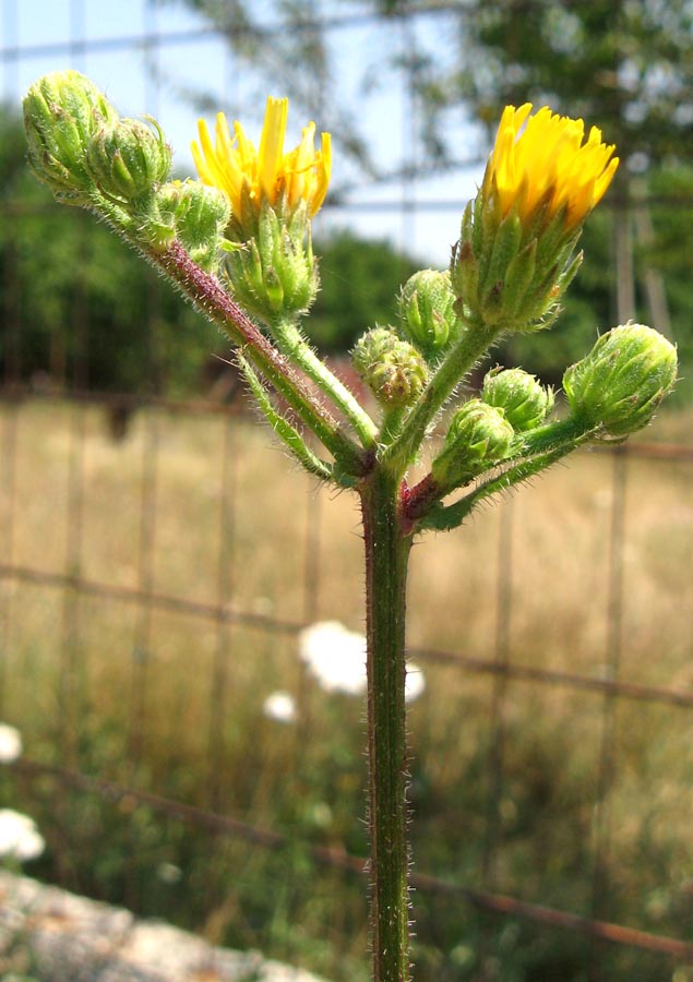 Image of Picris hieracioides specimen.