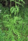 Cirsium × hybridum. Нижняя часть растения. Архангельская обл., Вельский р-н, окр. пос. Усть-Шоноша, у просёлочной дороги. 12.07.2011.