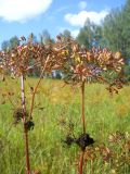 Peucedanum morisonii