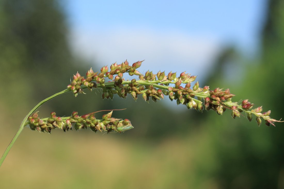 Изображение особи Echinochloa crus-galli.