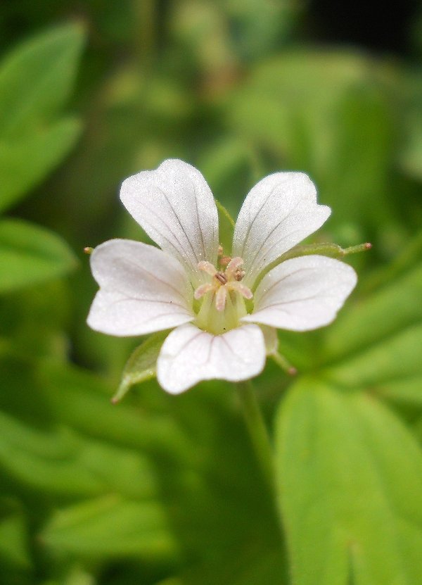 Изображение особи Geranium sibiricum.