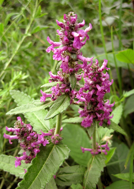 Image of Betonica officinalis specimen.