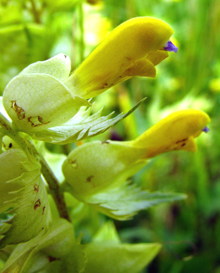 Изображение особи Rhinanthus vernalis.