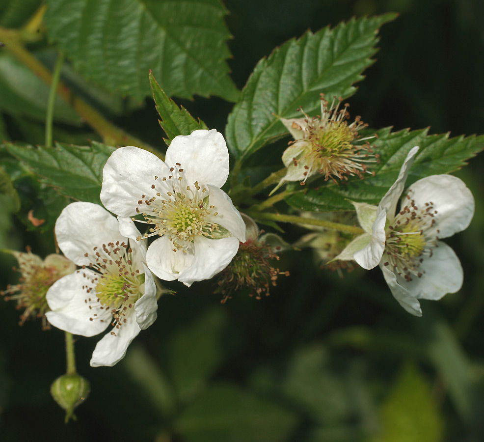 Изображение особи Rubus nessensis.