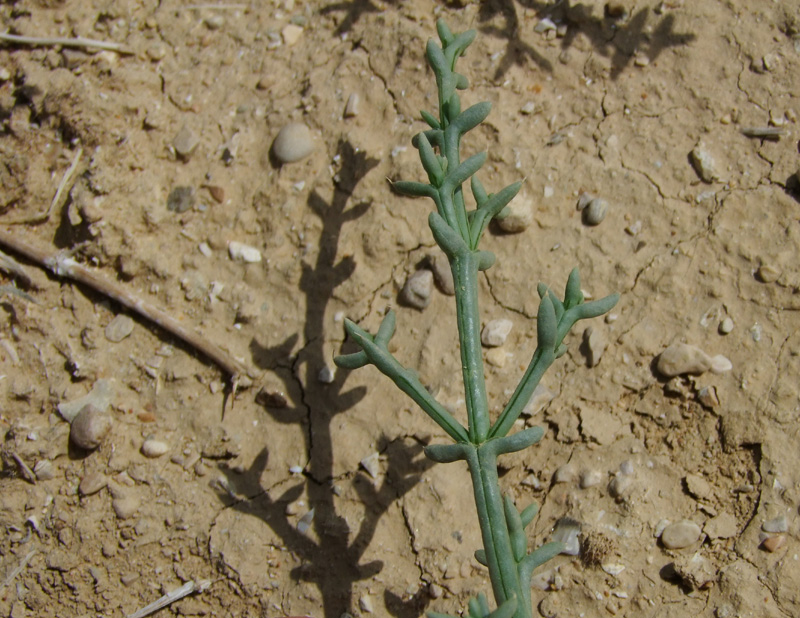 Изображение особи Anabasis setifera.