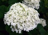 Hydrangea arborescens