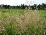 род Agrostis