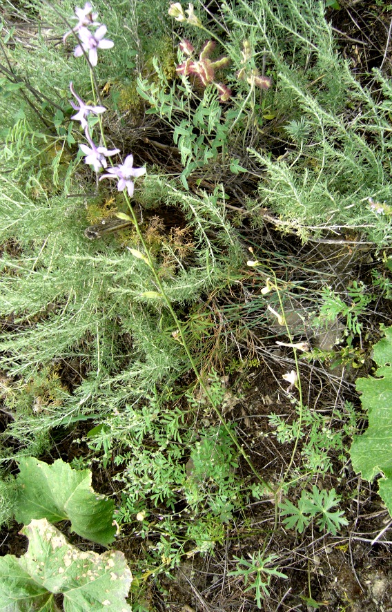 Image of Delphinium turkmenum specimen.