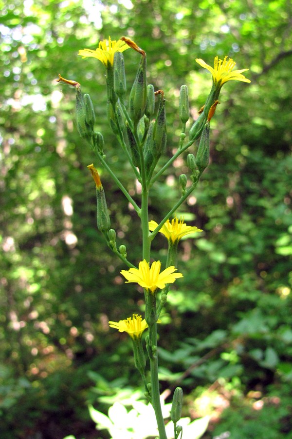 Изображение особи Lactuca quercina.