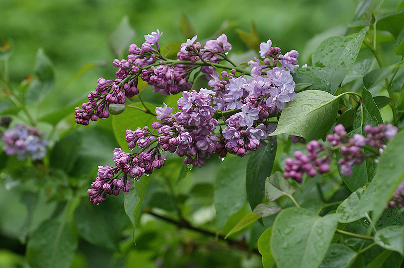 Изображение особи Syringa vulgaris.