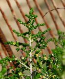 Thymelaea hirsuta
