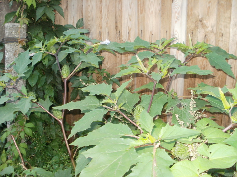 Image of Datura stramonium specimen.