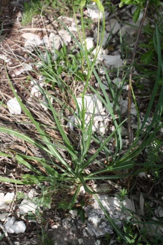 Image of Scorzonera stricta specimen.