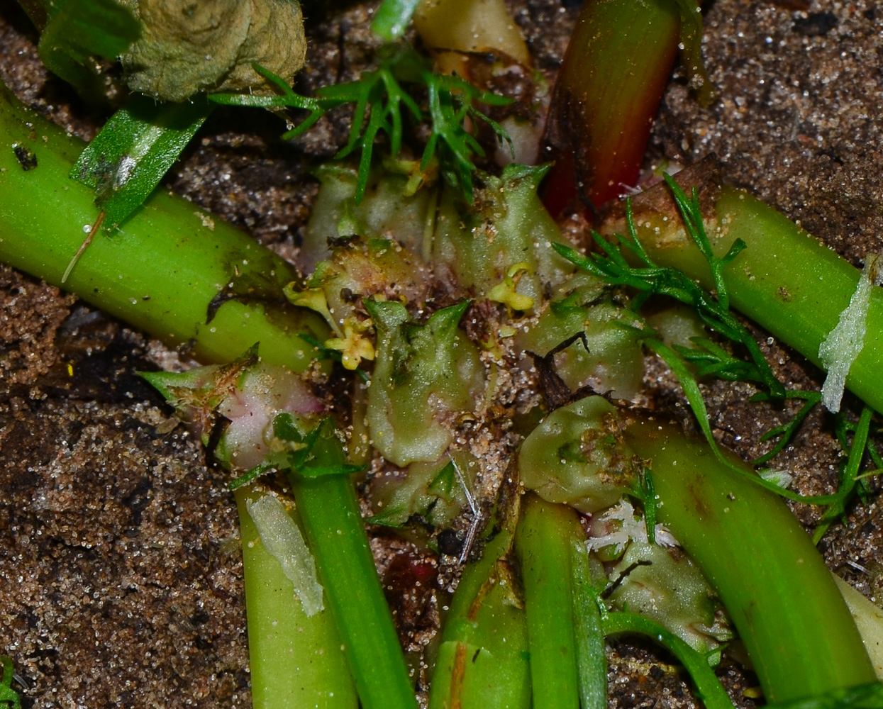 Image of Rumex spinosus specimen.