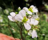 Arabis alpina