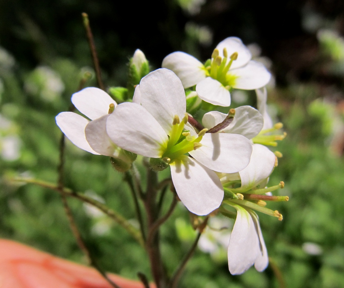 Изображение особи Arabis alpina.