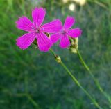 Dianthus borbasii. Цветки. Курская обл., Фатежский р-н, с. Игино. 11 июня 2007 г.