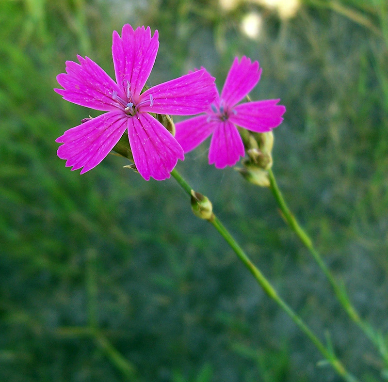 Image of Dianthus borbasii specimen.