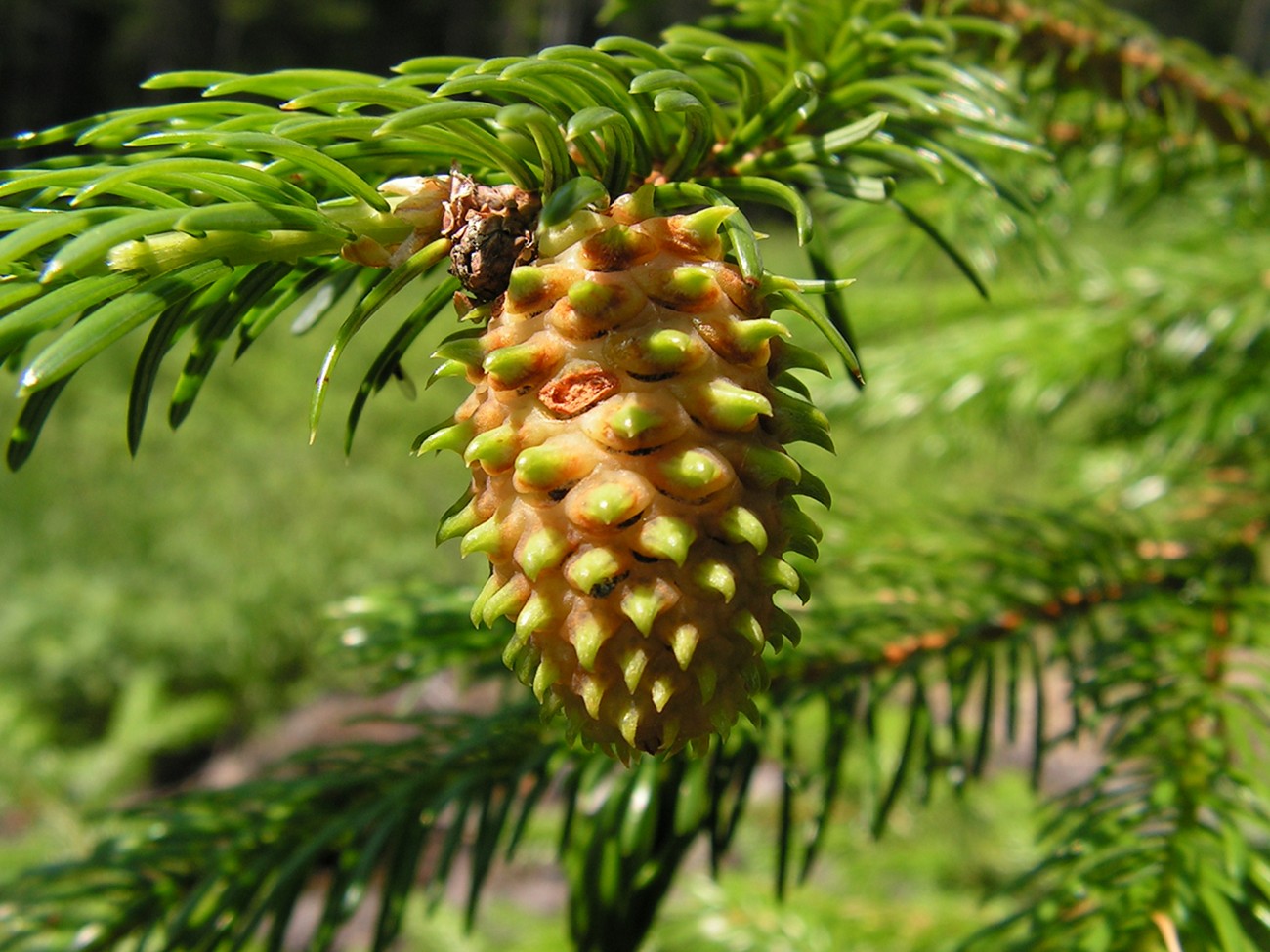 Image of Picea ajanensis specimen.