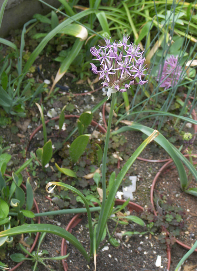 Изображение особи Allium kazerouni.