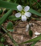 Holosteum umbellatum