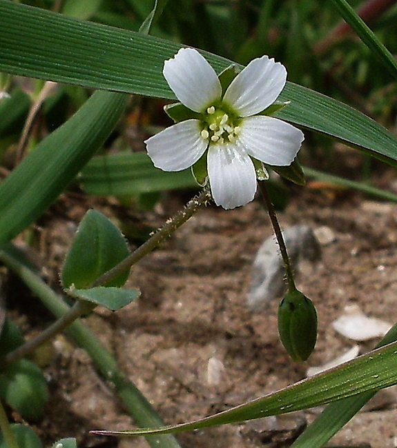 Изображение особи Holosteum umbellatum.