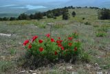 Paeonia tenuifolia