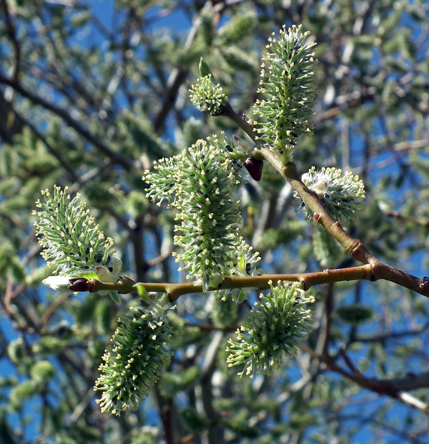 Изображение особи Salix caprea.