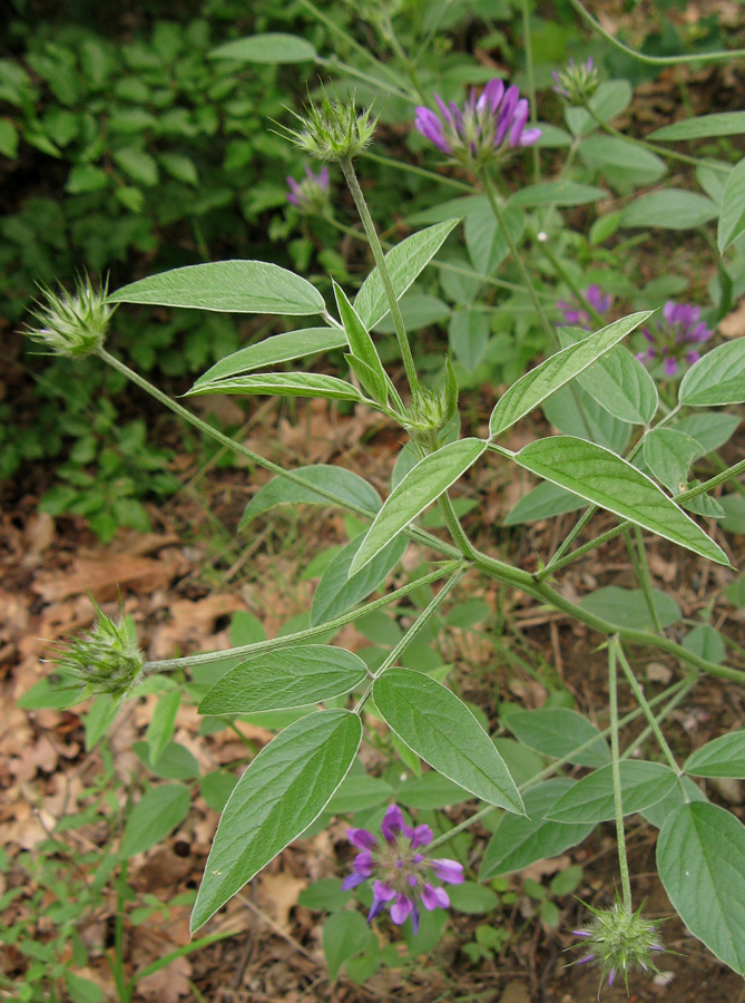 Image of Psoralea bituminosa ssp. pontica specimen.