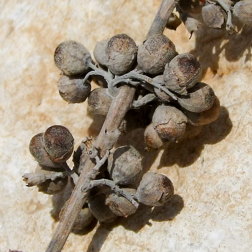 Image of Vitex agnus-castus specimen.