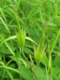 Geranium endressii. Завязавшиеся плоды. Нидерланды, провинция Groningen, Haren, на газоне около дороги. 24 июня 2006 г.