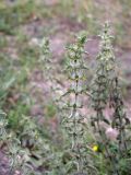 Sideritis montana