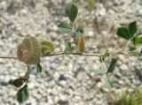 Medicago orbicularis. Побег с плодами. Черноморское побережье Кавказа, щель Прасковеевская, сухой луг под пастбищем. 09.06.2012.