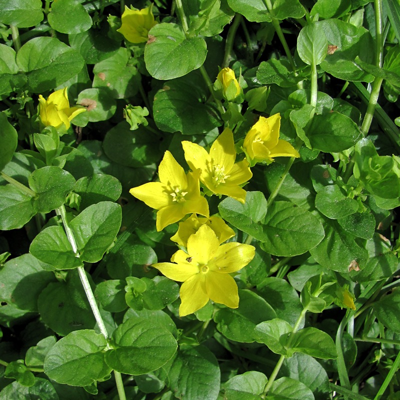 Изображение особи Lysimachia nummularia.