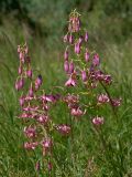 Lilium martagon