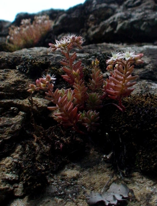 Image of Sedum pallidum specimen.