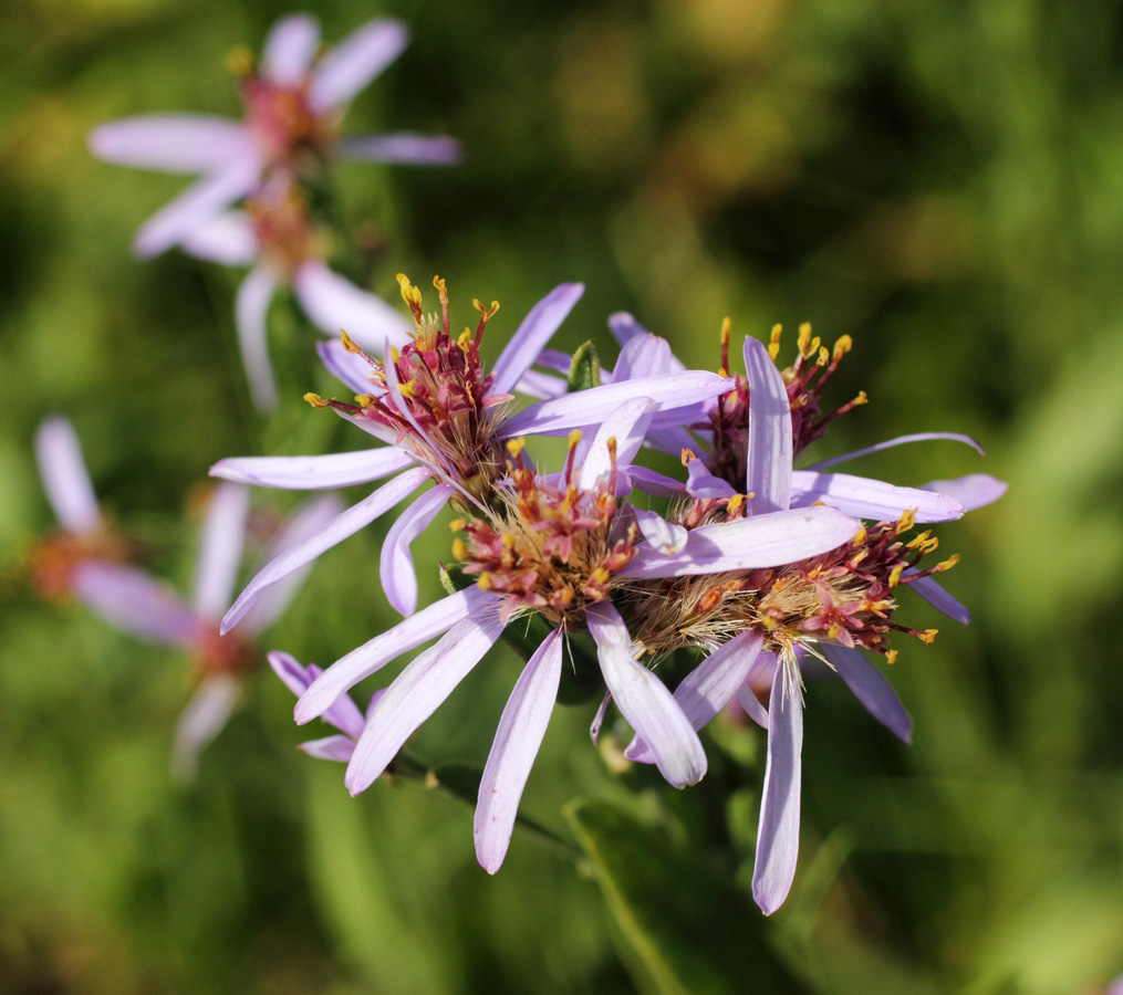 Изображение особи Galatella coriacea.