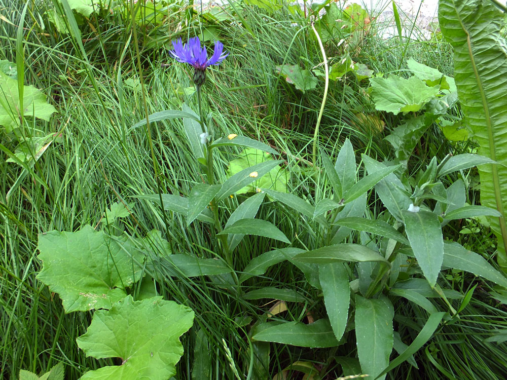 Image of Centaurea montana specimen.