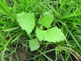 Atriplex sagittata. Молодое растение. Астраханская обл., Харабалинский р-н, обсохшая отмель р. Ахтуба. 11.08.2012.