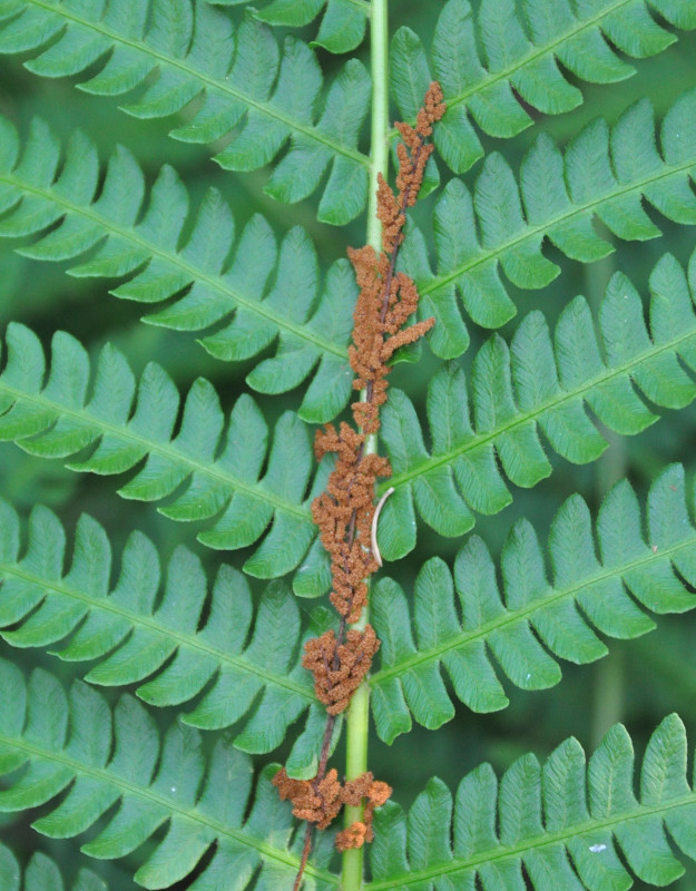 Image of Osmundastrum asiaticum specimen.