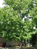 Corylus colurna. Старое дерево. Венгрия, Хевеш, г. Эгер, возле Базилики. 11.09.2012.