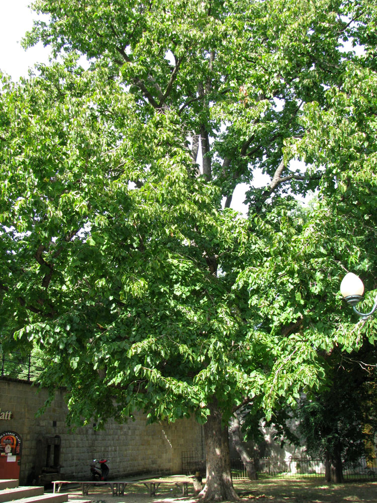 Image of Corylus colurna specimen.