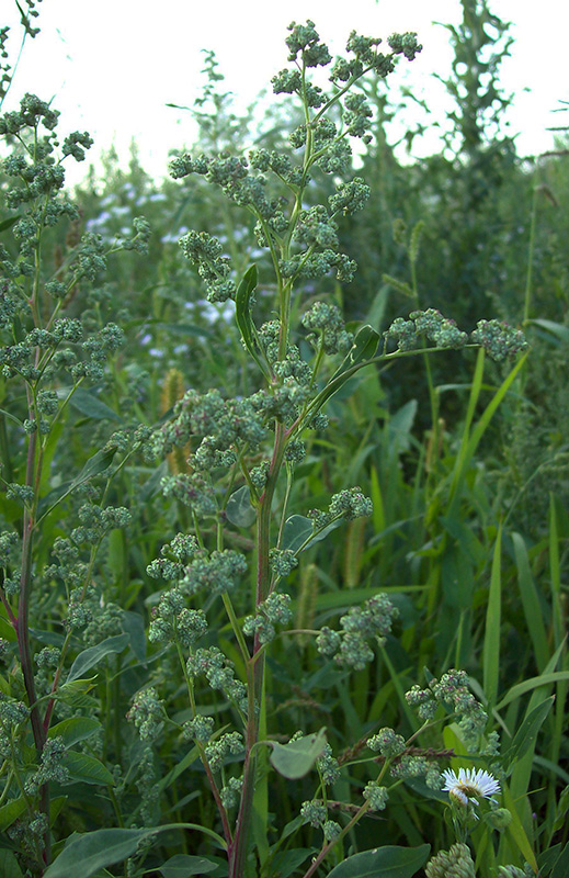 Изображение особи Chenopodium album.