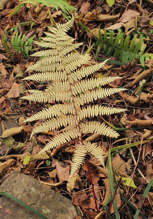 Image of Athyrium monomachii specimen.