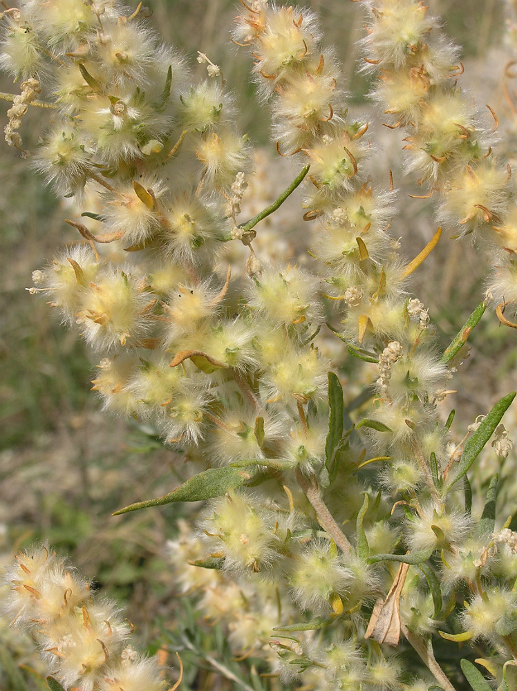 Image of Krascheninnikovia ceratoides specimen.